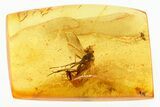 Detailed Fossil Snipe Fly (Rhagionidae) & Fungus Gnat In Baltic Amber #315536-1